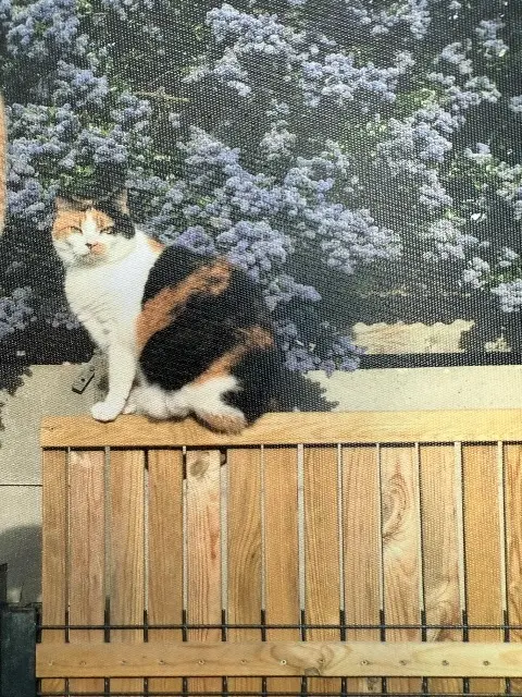 chatte lost   22360 Langueux IRIS
