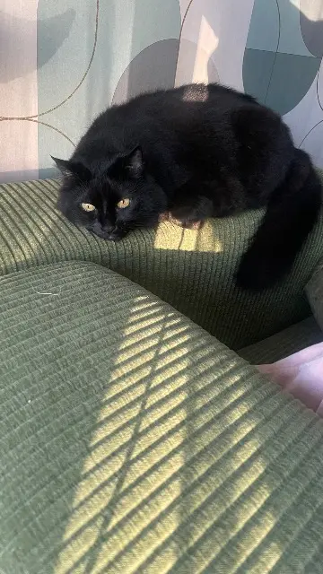 chatte lost   22100 Dinan Kitty