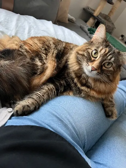 chatte lost   22190 Plérin Kitty
