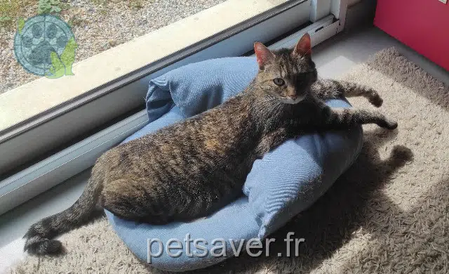 chatte lost 22950 Trégueux Kiwi
