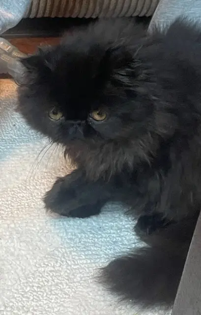 chatte lost   22220 Minihy-Tréguier Lady