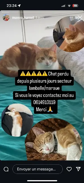 chatte lost   22400 Lamballe-Armor Mia