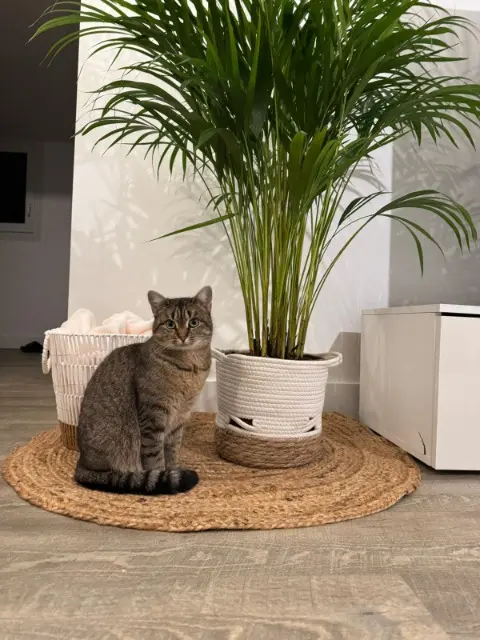 chatte lost   22190 Plérin Lilo