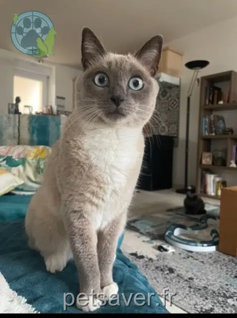 chatte lost 22120 Yffiniac Lilou