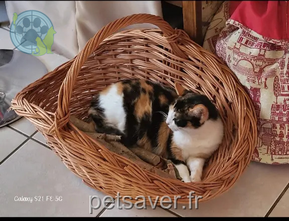 Chatte Perdue 22 Côtes-d'Armor - Lilou Chatte Perdue 22 Côtes-d'Armor - Lilou
