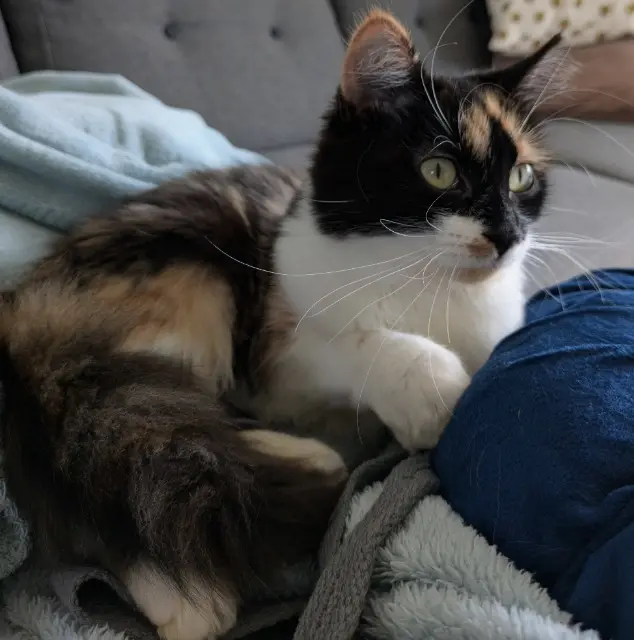 chatte lost   22300 Lannion Mahana