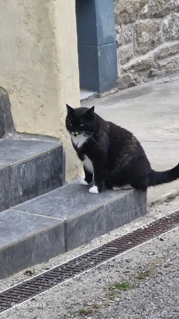 chatte lost   22110 Glomel Malou