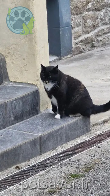 kat vermist 22110 Glomel Malou kat lost 22110 Glomel Malou