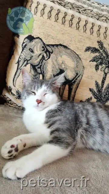 Katze vermisst 22410 Saint-Quay-Portrieux Masha Katze lost 22410 Saint-Quay-Portrieux Masha