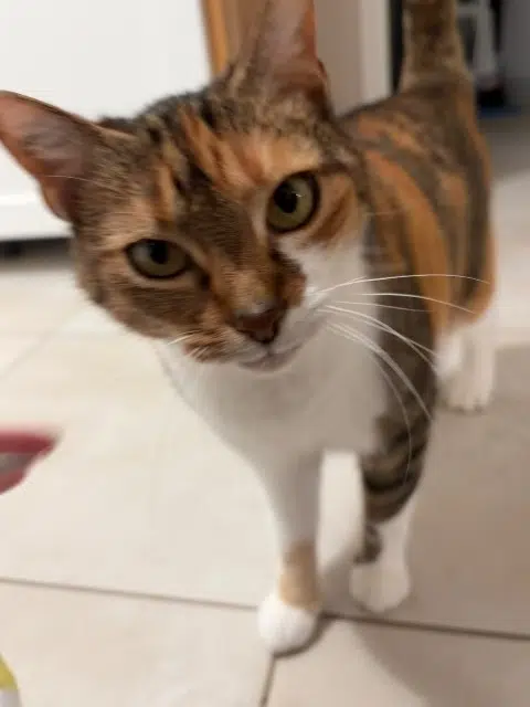 chatte lost   22550 Hénanbihen Maya