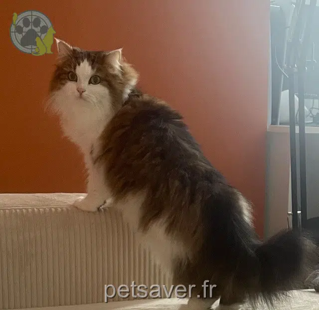 Katze lost   22190 Plérin Merry