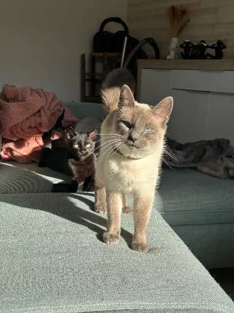 chatte lost   22170 Lanrodec Mia