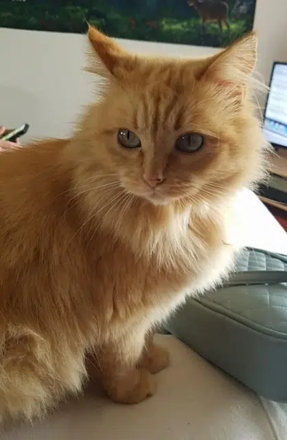 chatte lost   22550 Hénanbihen Mimi