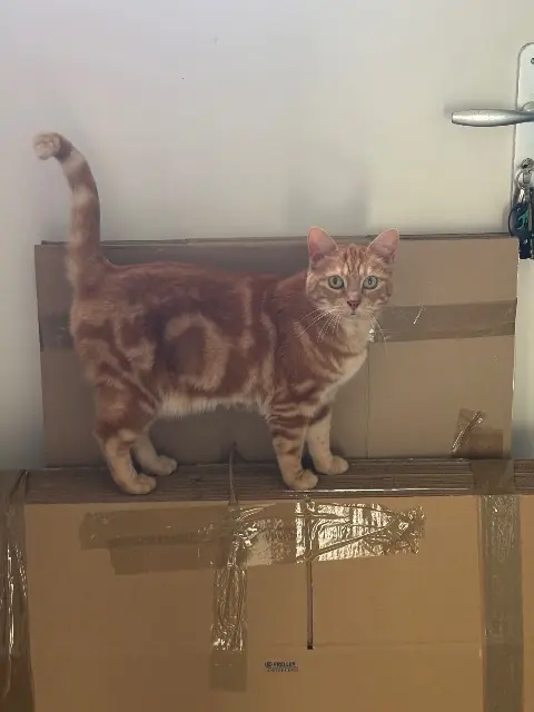 chatte lost   22700 Perros-Guirec Mimine