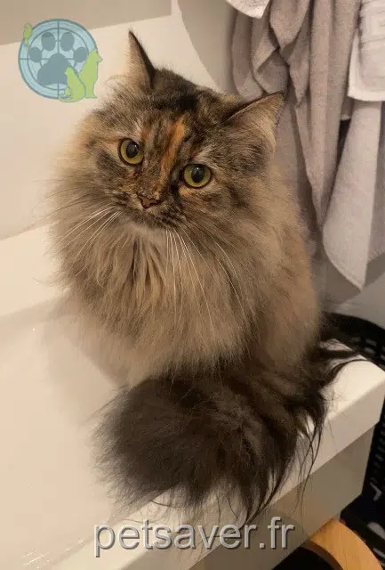 chatte lost 22000 Saint-Brieuc Mina