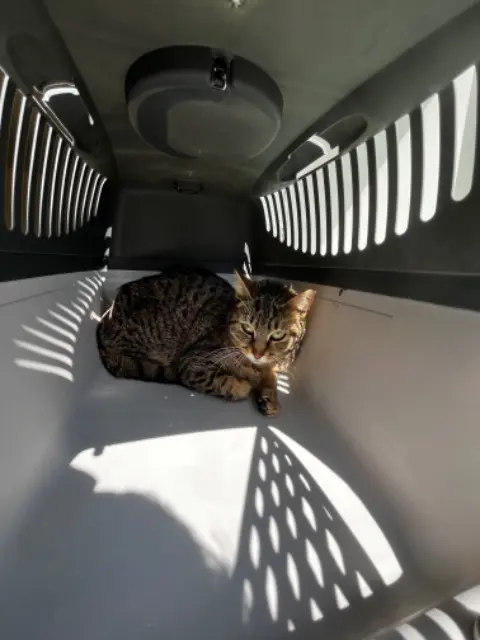 chatte lost   22000 Saint-Brieuc Minette