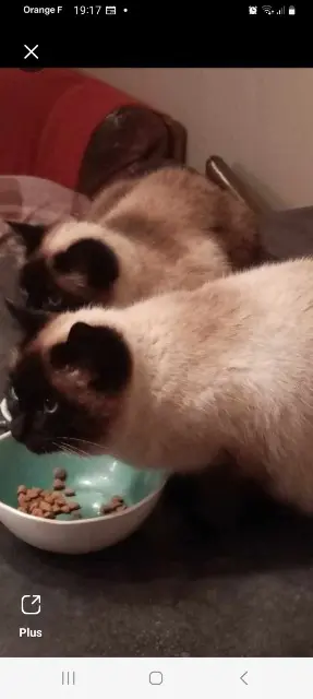 chatte lost   22560 Pleumeur-Bodou Minichuck