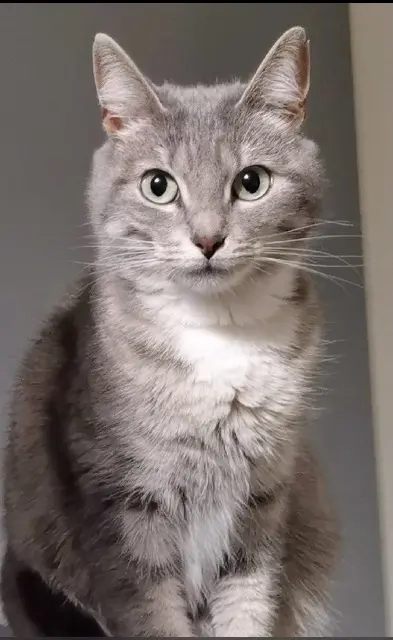 chatte lost   22600 Saint-Barnabé Minouche