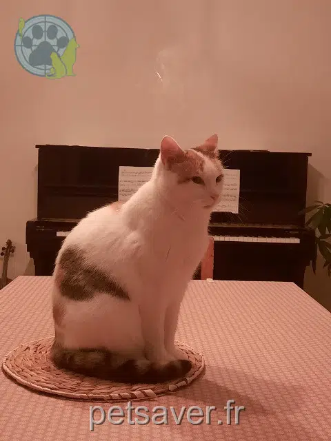 chatte lost   22300 Ploubezre Mitsuki