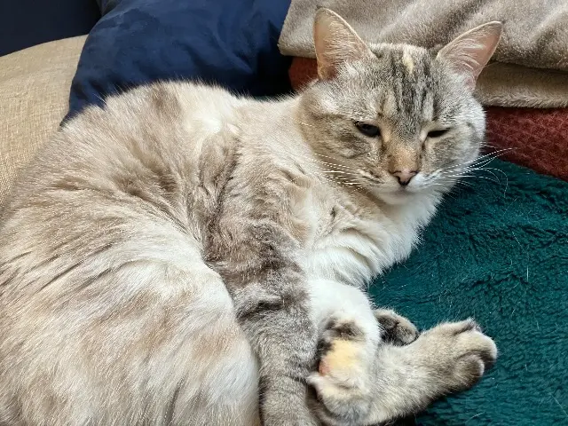 chatte lost   22590 Trégomeur Moon