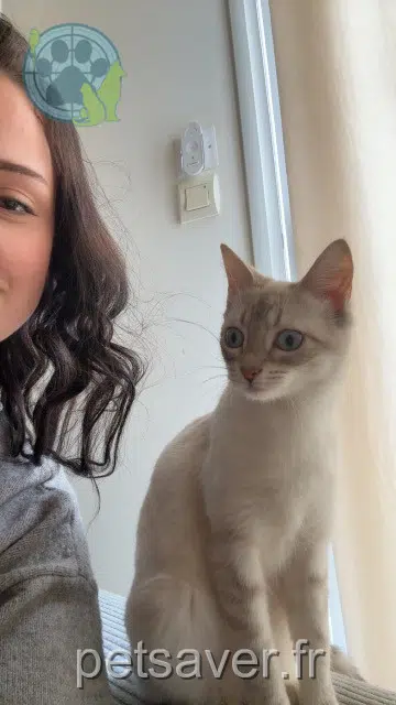chatte lost   22590 Pordic Moulay