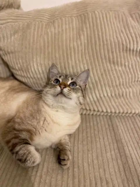 chatte lost   22000 Saint-Brieuc Nala