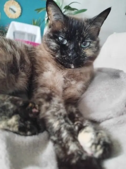 chatte perdue 22000 Saint-Brieuc Nala mimouche chatte lost 22000 Saint-Brieuc Nala mimouche