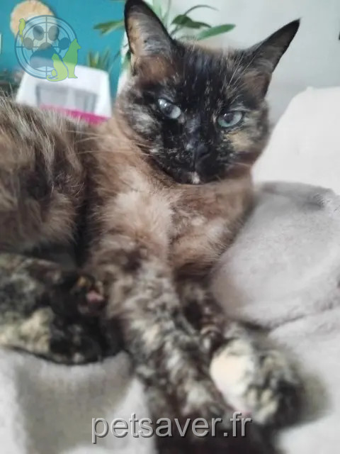 gatta persa 22000 Saint-Brieuc Nala mimouche gatta lost 22000 Saint-Brieuc Nala mimouche