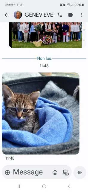 chatte lost   22300 Ploulec'h Noia