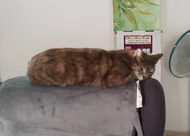 chatte lost   22000 Saint-Brieuc Novella