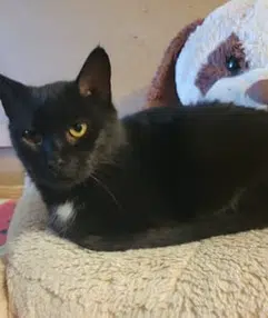 chatte lost   22630 Les Champs-Géraux Ophélie