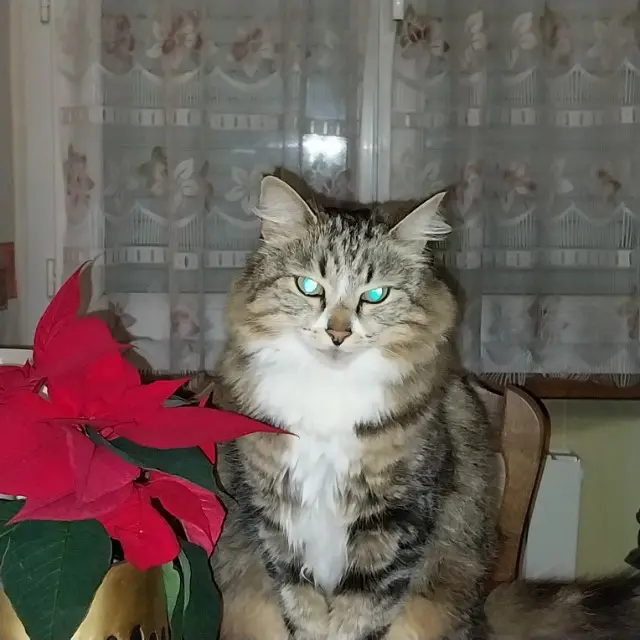 chatte lost   22250 Broons OURAGAN