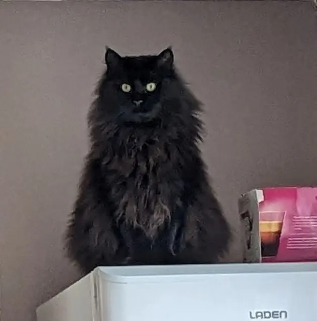 chatte lost   22170 Boqueho Pearl