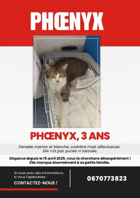 chatte lost   22970 Ploumagoar Phœnyx