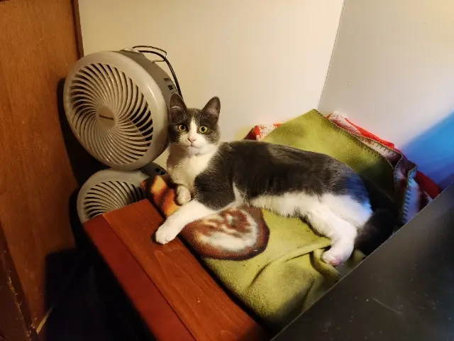 chatte lost   22800 Quintin Pipoune