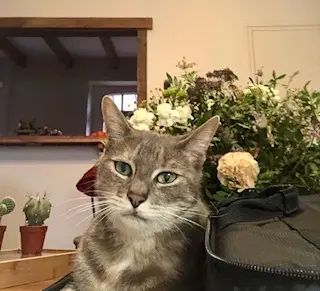 chatte lost   22490 Pleslin-Trigavou Misha