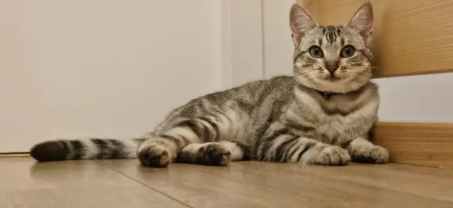 chatte lost   22490 Pleslin-Trigavou Tokyo