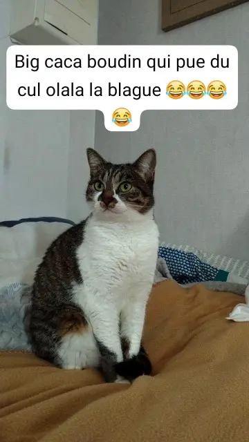 chatte lost   22200 Guingamp Plume