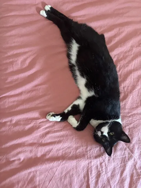 chatte lost   22100 Brusvily Polka