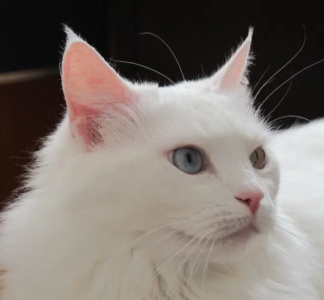 chatte lost   22000 Saint-Brieuc Pompon