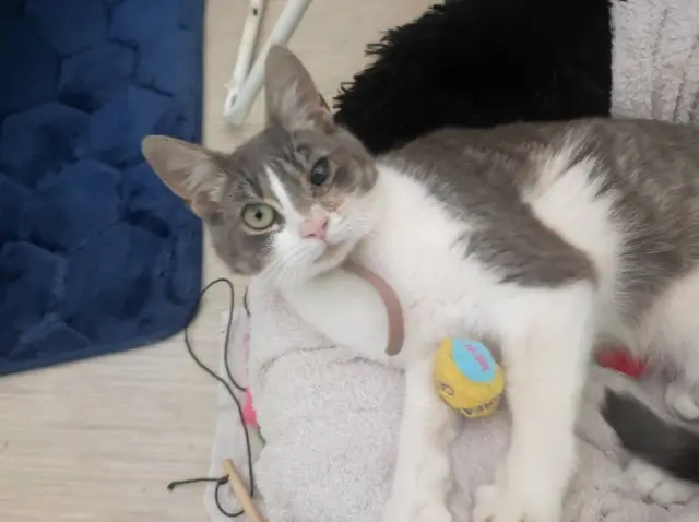 chatte lost   22400 Hénansal Princesse