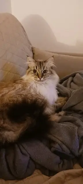 chatte lost   22000 Saint-Brieuc Roxane