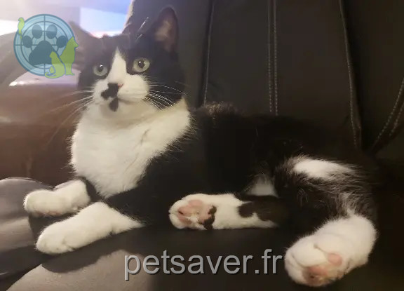 Chatte Perdue 22 Côtes-d'Armor - Réglisse Chatte Perdue 22 Côtes-d'Armor - Réglisse