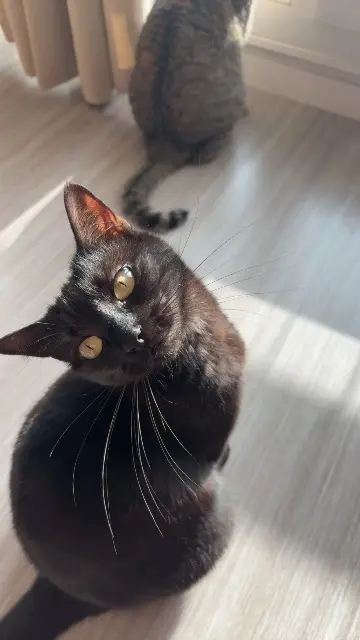 chatte lost   22640 Plénée-Jugon Sally