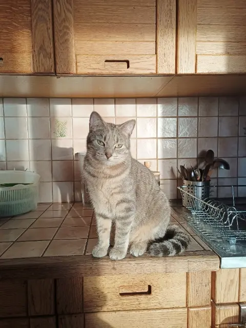chatte lost   22350 Yvignac-la-Tour Scully