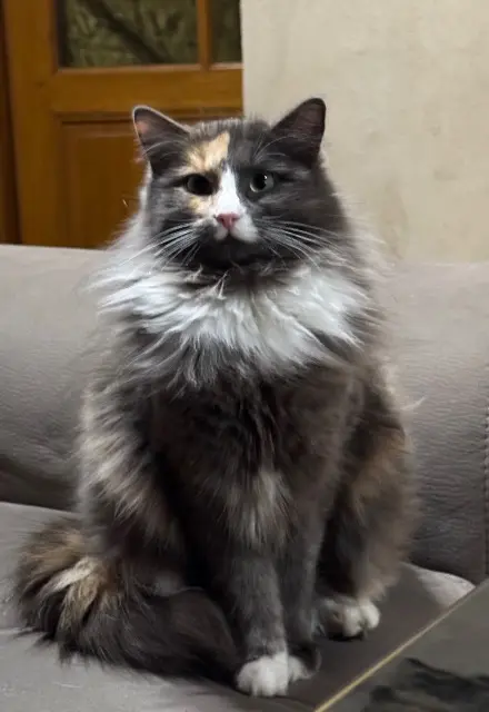 chatte lost   22450 Coatréven Simone