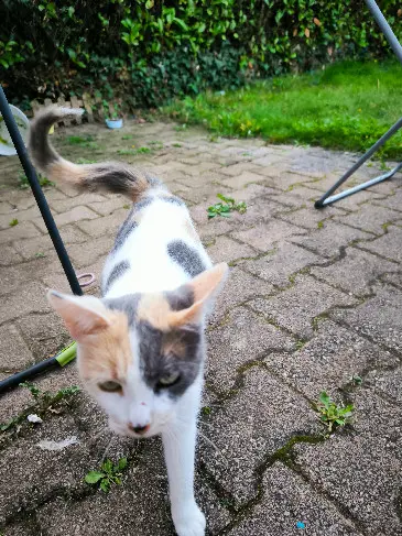 Chatte Perdue 22 Côtes-d'Armor - Souki Chatte Perdue 22 Côtes-d'Armor - Souki