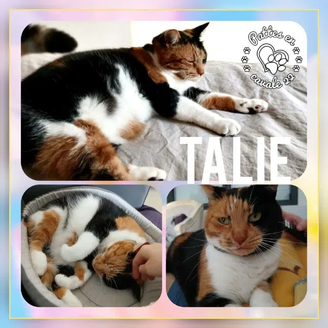 chatte lost   22380 Saint-Cast-le-Guildo Talie