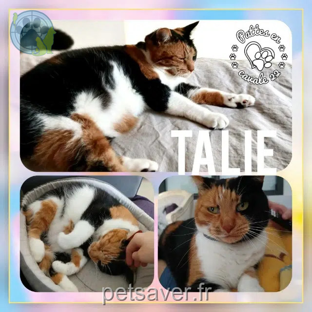 gata perdida 22380 Saint-Cast-le-Guildo Talie gata lost 22380 Saint-Cast-le-Guildo Talie