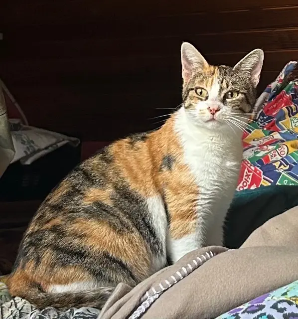 chatte lost   22340 Le Moustoir Tammy